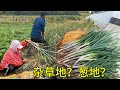 【胖嫂show】这是葱地，离远看却像种了一片杂草，胖嫂也有忙不过来的时候，葱地最终被野草挤占，差点看不见葱了！