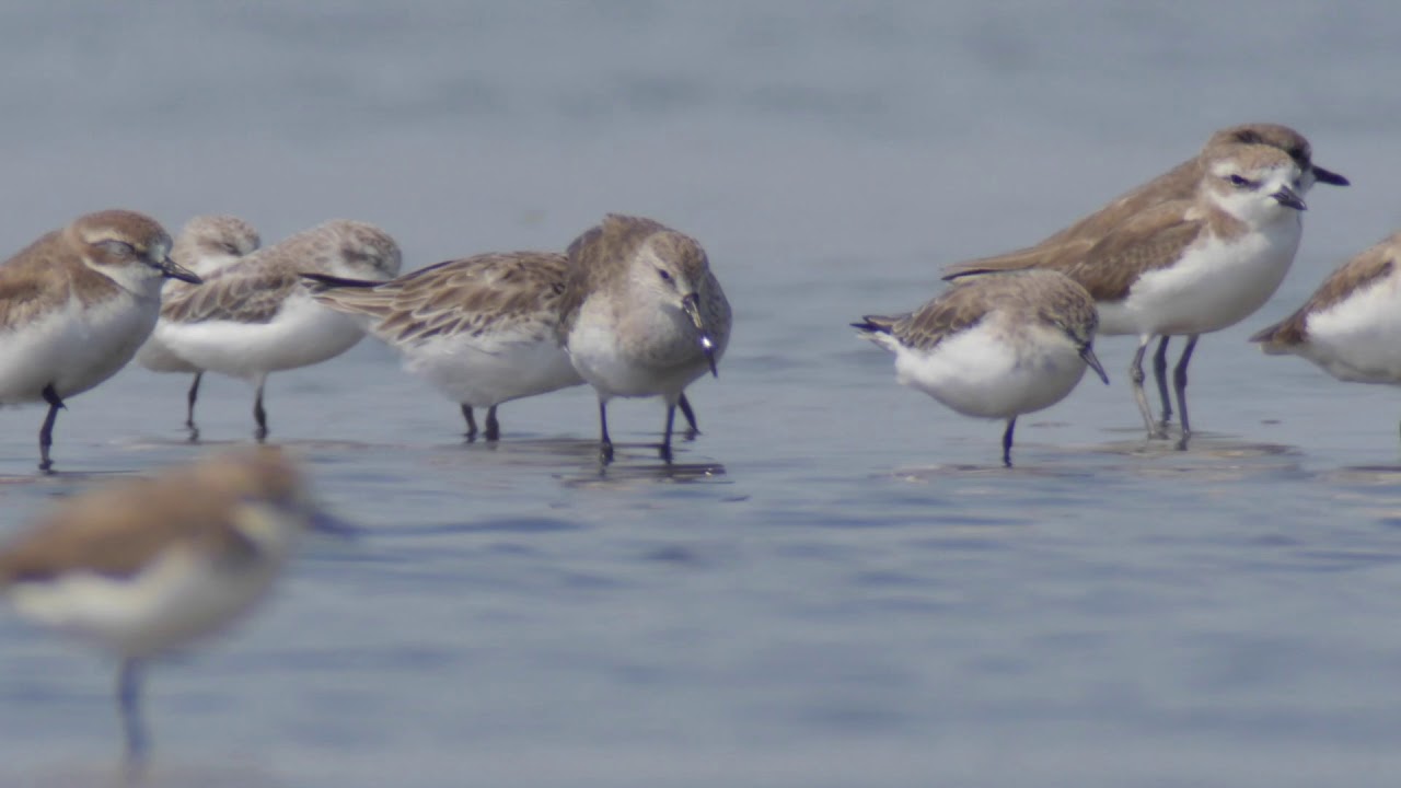 Hidden Spoon-billed Sandpiper. 