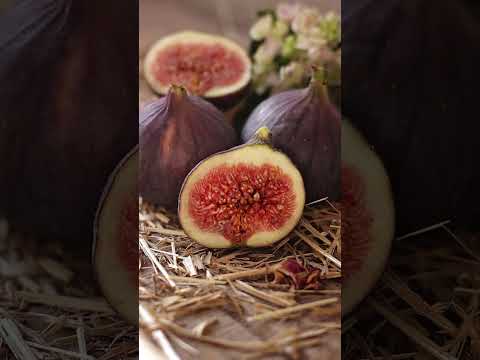 نباتات ذكرت في القرآن الكريم خمسه تركيز احمد هاني رمضان 2025 معلومات حقائق غرائب ترند علم