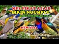 Suara Pikat Burung Hutan Terbaru, Sirtu,Trucukan,Konin,Sogon,Kemade,Prenjak,Ciblek,Kolibri wulung