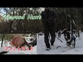 雪山にファットウッドを採りに行く【Fatwood・snow mountain・My dog】