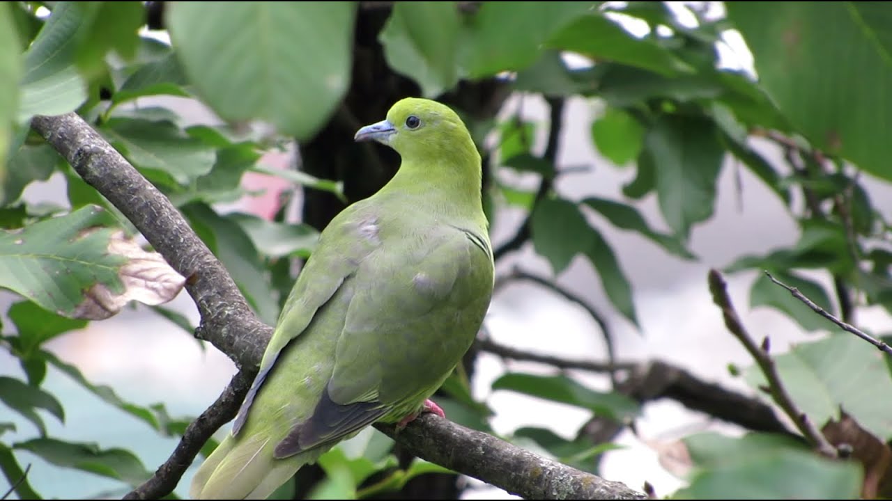 Beautiful Birds in the Valley of Flowers