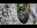 Tangara capuchidorada. Tangara stilpnia. Aves de Panamá