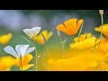 Peaceful Music, Relaxing Music, "Nature Walk In the Mountains", by Tim Janis Peaceful Music, Relaxing Music, "Nature Walk In the Mountains", by Tim Janis
