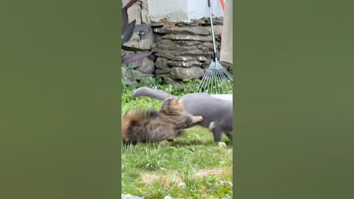 Watch the video about Cat chase #cat #mccattery #shortvideo #cute #pets #kitten #catshorts #funny