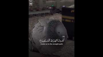 ﴿الحَمدُ لِلَّهِ رَبِّ العالَمينَ﴾ سورة الفاتحة .. الشيخ بندر بليله 🤍..