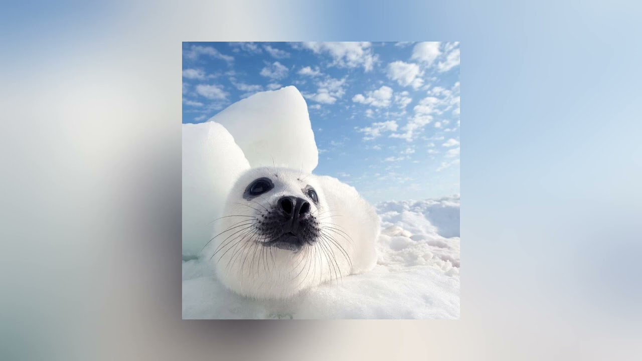 Kavabanga Depo Kolibri - Амфетамин speed up