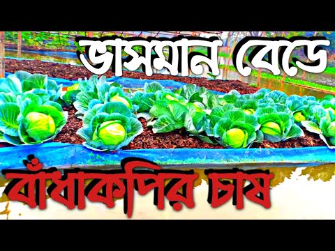 ভিডিও: বাঁধাকপির বিদেশী আত্মীয়