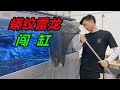 60公分野生大黑魚，放入兩米魚缸之後，瞬間彰顯霸氣 #水族