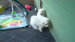 Ruby's Male   6 weeks