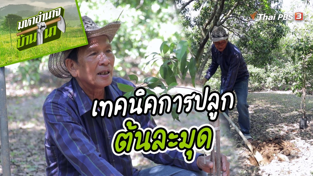 เทคนิคการปลูกต้นละมุด | สูตรลับฉบับบ้านนา | มหาอำนาจบ้านนา
