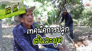 เทคนิคการปลูกต้นละมุด | สูตรลับฉบับบ้านนา | มหาอำนาจบ้านนา