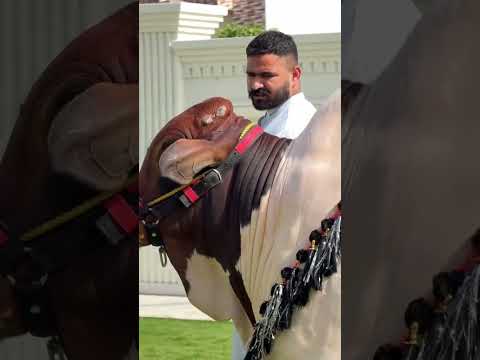 Eid Mubarak