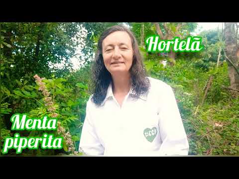 Vídeo: Mentha spicata é hortelã?