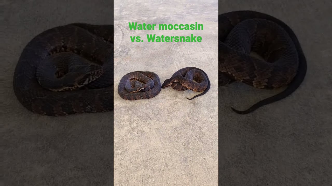 Which One Is Venomous 