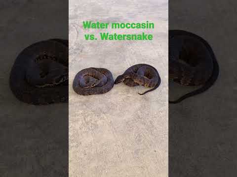 Video: Southern Snake Varieties: What Are Common Snakes In the South Central U.S