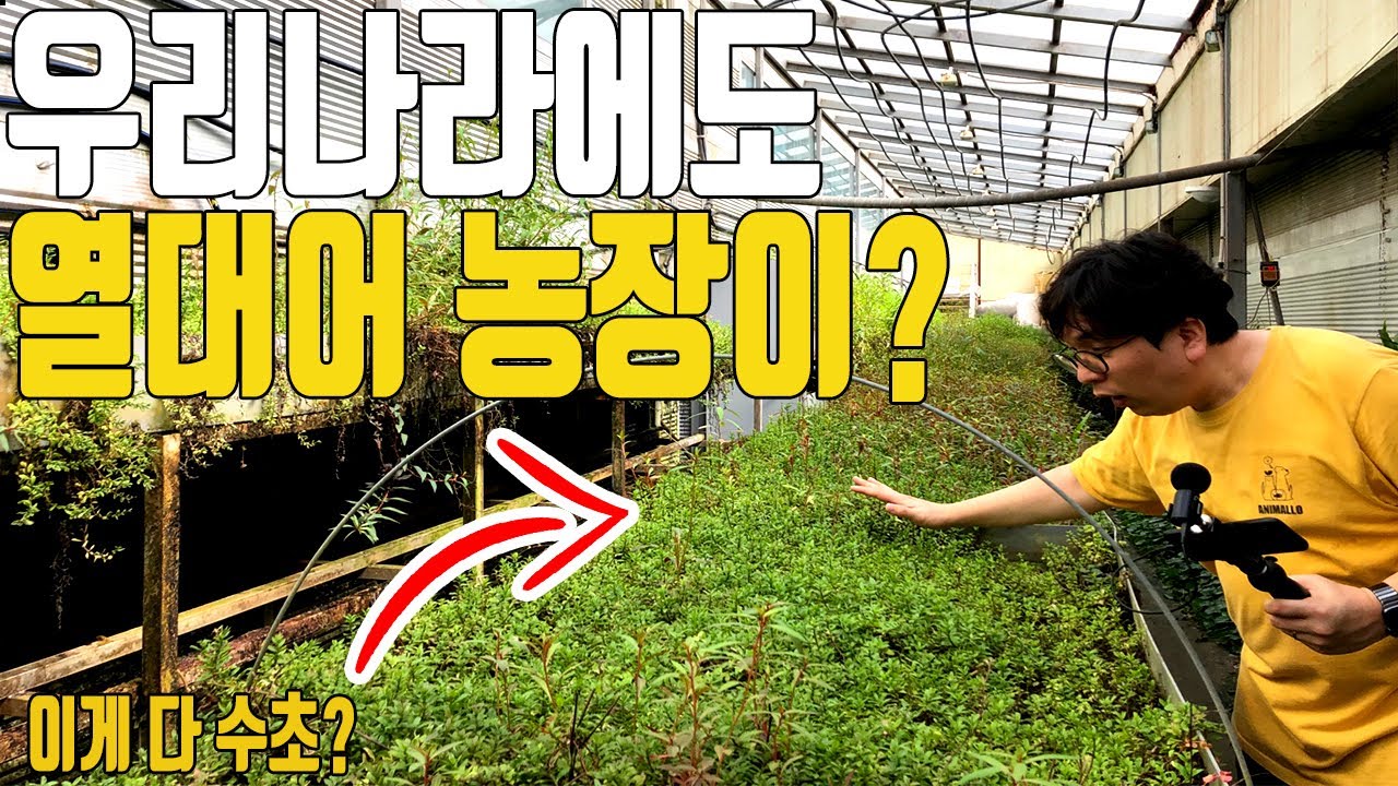 최초공개) 국내 최대규모 열대어, 수초 농장에 다녀왔습니다! [애니몰로TV]