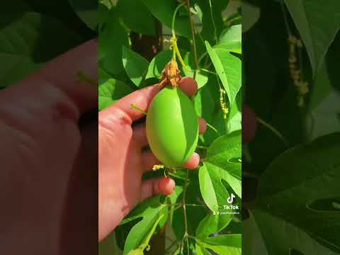 robinson crabapple