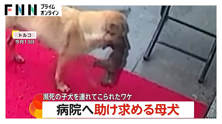 【慈愛】瀕死の子犬くわえて病院へ助け求める母犬…凍死寸前だった子犬は獣医師の治療で一命取り留める　病院に連れてこられたワケとは　トルコ