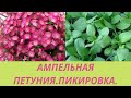 Пикирую Петунию только так!!! 2 способа пикировки