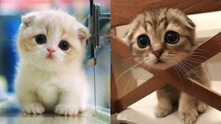 Funny baby Cat Videos @Madelaine Petsch by Viral Tech Hub 608 views 3 years ago 2 minutes, 59 seconds