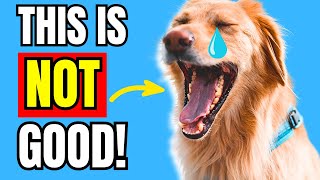 When Dogs YAWN Too Much, This Is What It REALLY Means!