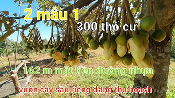 Đã bán chill đẹp như đà lạt. 2 mẫu 1 tại láng lớn huyện châu đức tỉnh brvt.nguyên vườn cây ăn trái