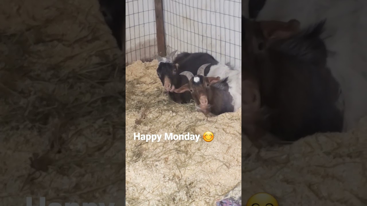 Goats Chewing | Happy Goats | Funny. 🤣😆 