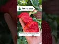 Do you want to have a strawberry farm just like this?