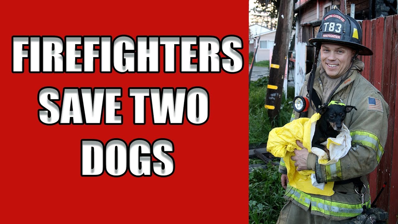 Firefighters Revive Dog From House Fire After Honey Oil Explosion - YouTube