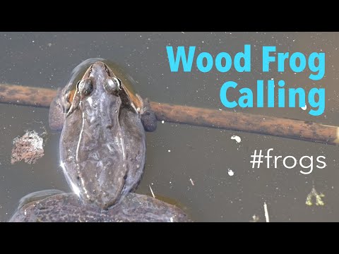 Wood Frog (Lithobates sylvaticus) - Calling