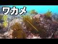 【 ワカメ 】波に揺れる天然ワカメ  Undaria pinnatifida