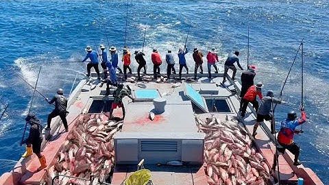 Full video of catching skipjack tuna by pole-and-line🎣