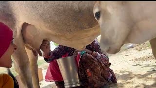 Gay Ne Lat Maar Dii Day 1.