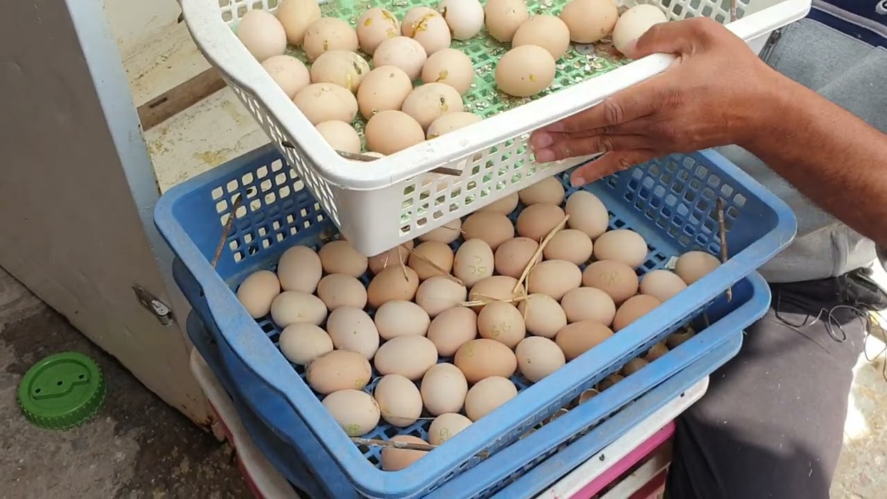 إهداء إلى جميع الرمى القناصة تفقيسة ديال الحجل البري و طائر الفزن