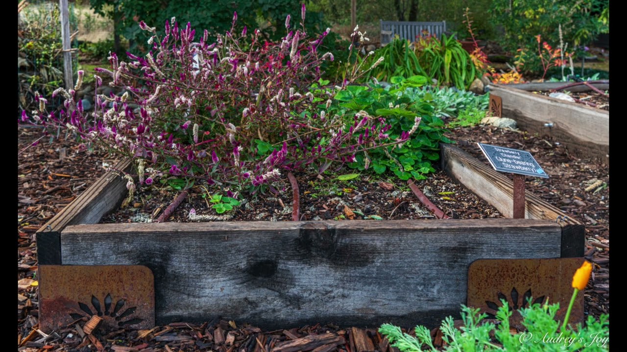 UCCE Master Gardeners of El Dorado County: Sherwood Demonstration Garden Children's Garden