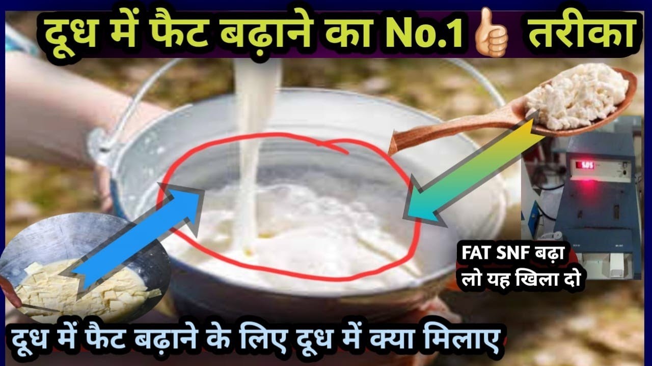 👌दूध में फैट बढ़ाने के लिए दूध में क्या मिलाया जाता है||FAT SNF बढ़ाने का No.1 तरीका👍Increase FAT
