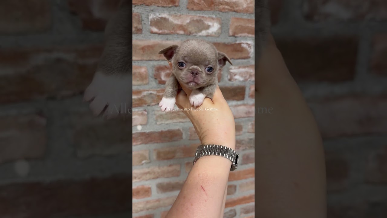 Allevamento Piccole Gemme cuccioli di chihuahua certificati