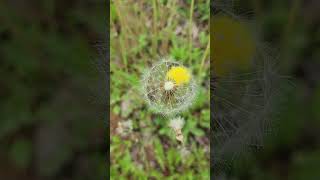 Dandelion Spores