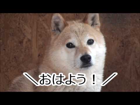 なつかない犬の押しボタン訓練中その４ Youtube
