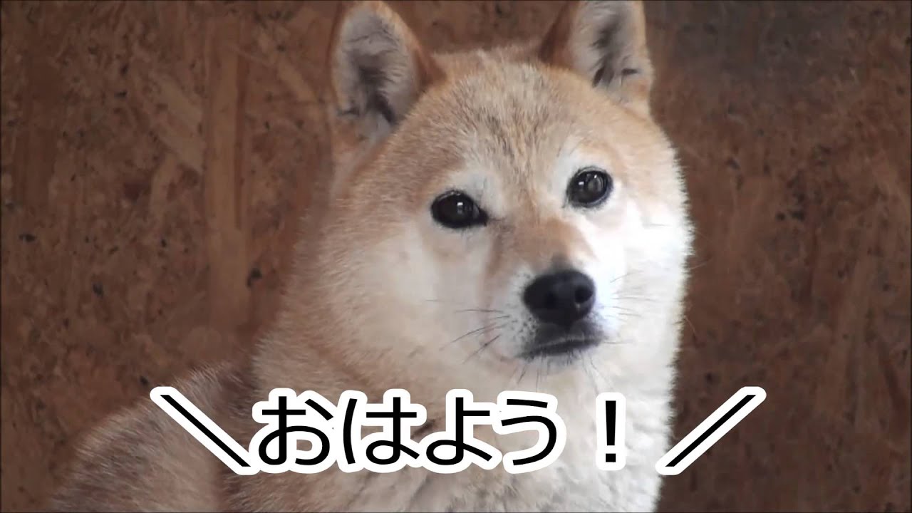 柴犬チビがなつかない Youtube