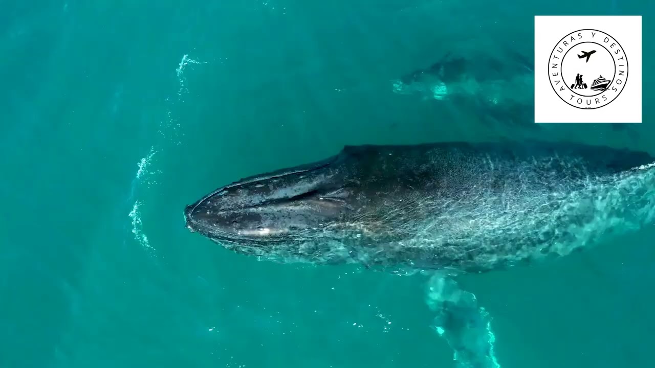 MEET  COLONIAL ZONE  IN SANTO DOMINGO AND SAMANA