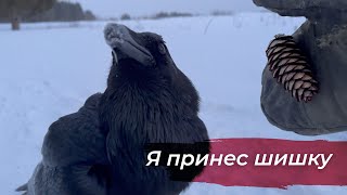 Тренировка И Повторение Команд С Вороном