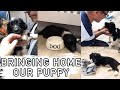 BRINGING HOME OUR NEW PUPPY: 8 Week Old Sprollie Puppy Coming Home For The First Time! UK Puppy Vlog