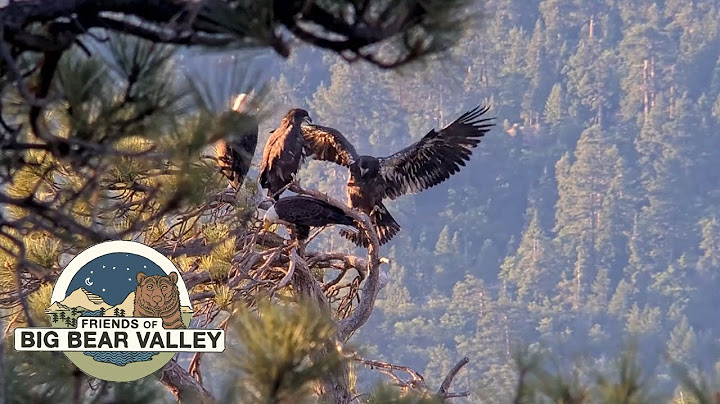Big Bear Bald Eagle Live Nest - Cam 2 - Wide View