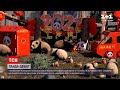 У китайському розпліднику гіганстьких панд показали одразу 10 наймолодших ведмежат