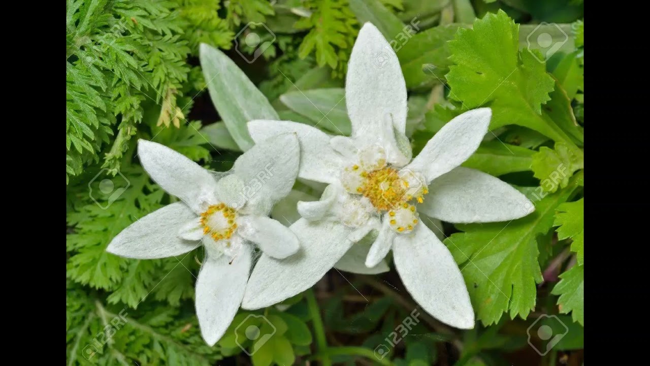 エーデルワイス21 大正琴三部合奏アカペラ Youtube