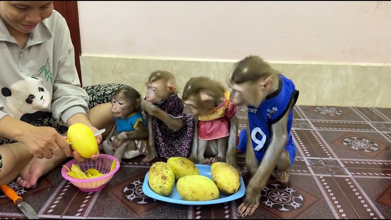 All so smart sit looking sweet mango .