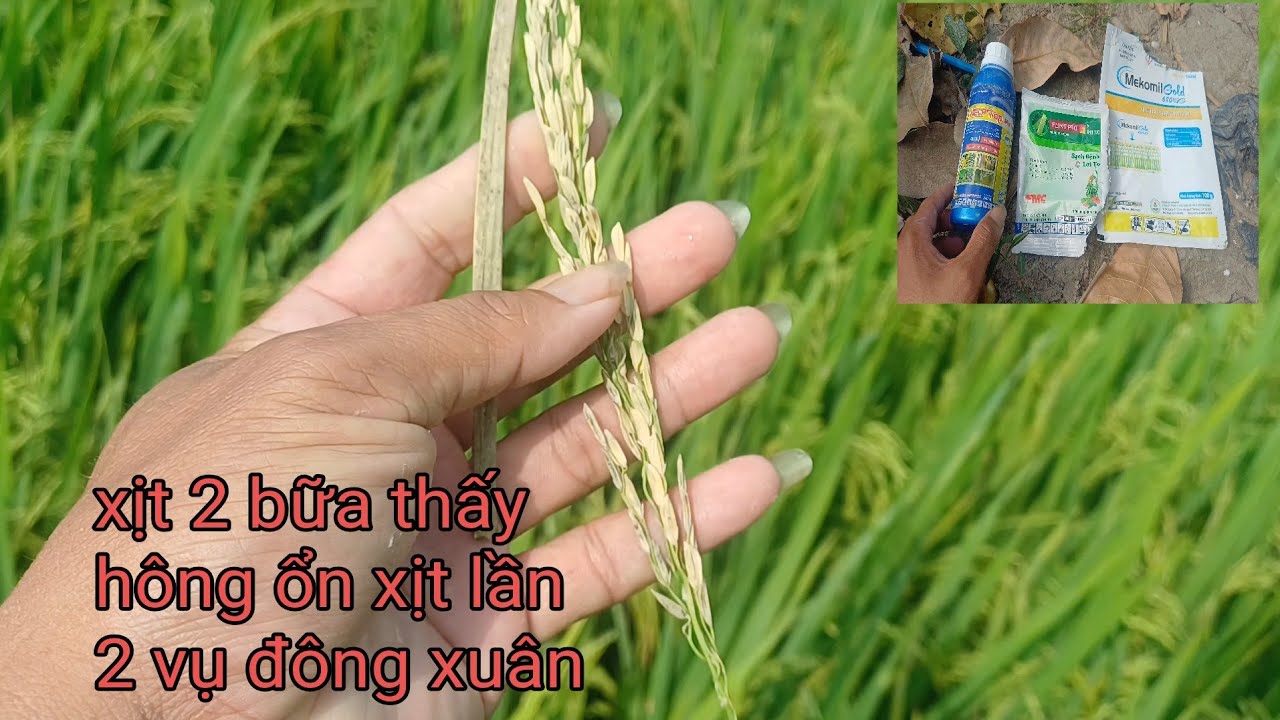 Xịt thuốc 2 bửa thấy hông êm Xịt thêm lần 2 vàng lá lem lép đạo ôn 