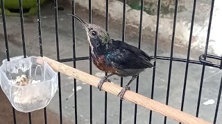 Masteran Kolibri Ninja Gacor Untuk Isian Burung Kicau KONIN Anakan PAUD Atau Bahan / Bakalan Masteran Kolibri Ninja Gacor Untuk Isian Burung Kicau KONIN Anakan PAUD Atau Bahan / Bakalan
